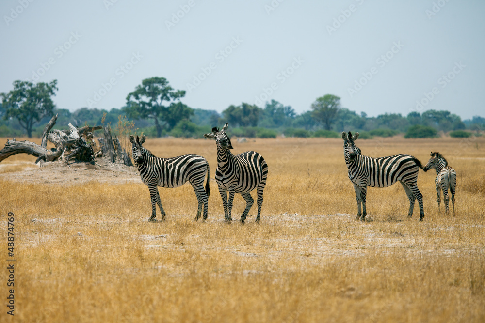 Obraz premium Zebras