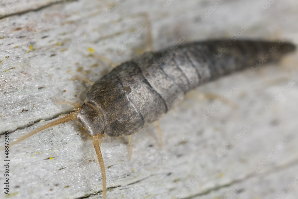 Silverfish or fishmoth sitting on wood, extreme close up