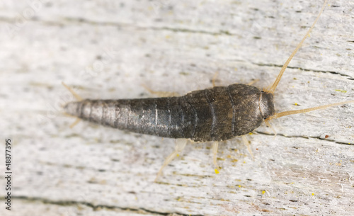 Silverfish or fishmoth sitting on wood, extreme close up