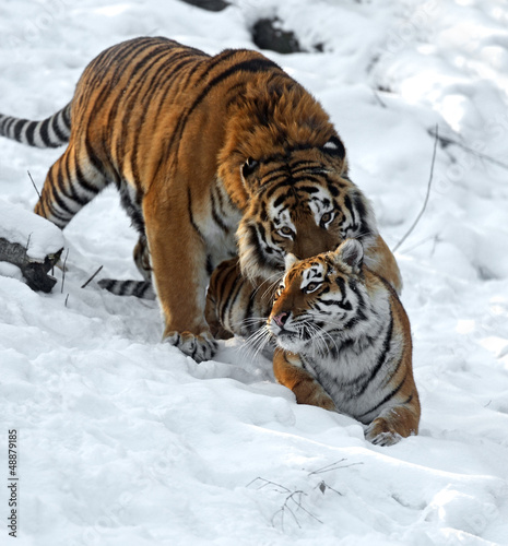 Tiger © kyslynskyy