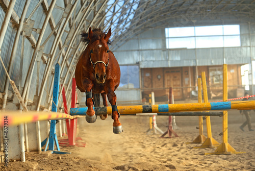 Obraz na płótnie Horse w salonie