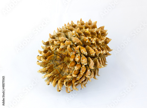 Giant Coulter pine (Pinus coulteri) cone photo