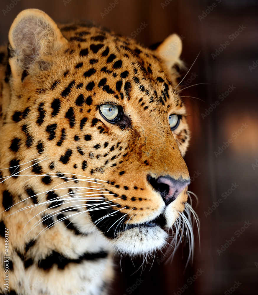 Obraz premium Leopard portrait