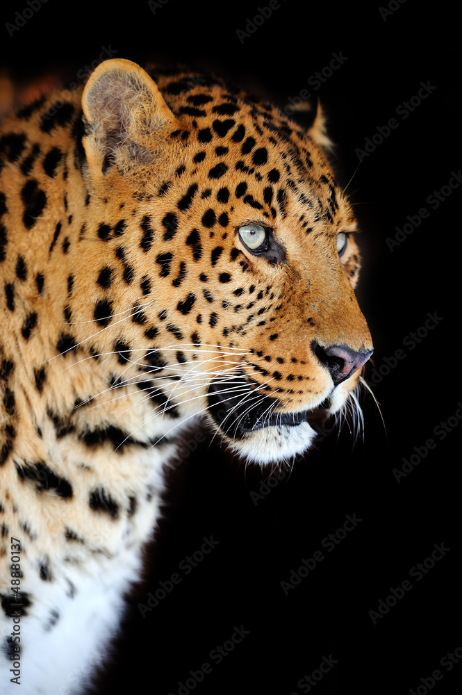 Obraz premium Leopard portrait