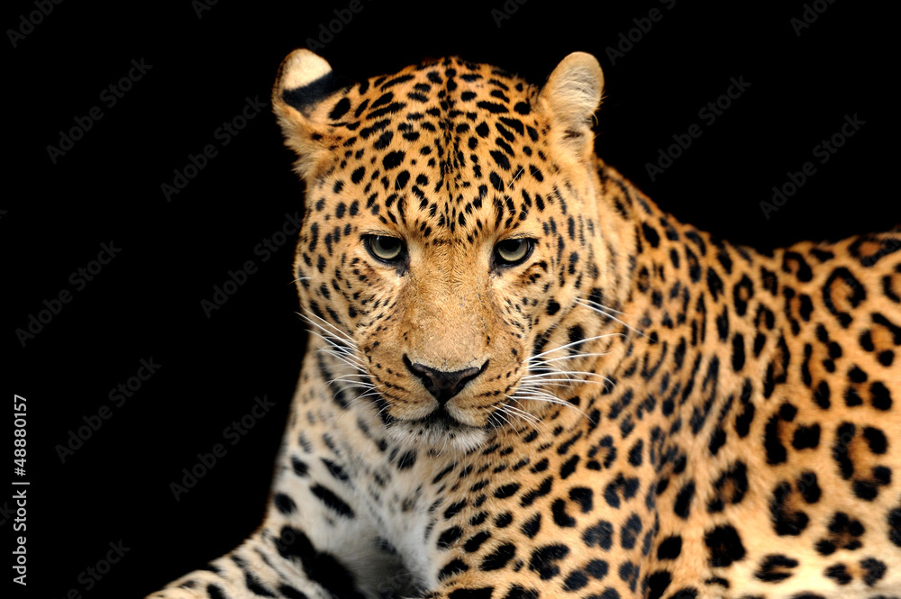 Leopard portrait