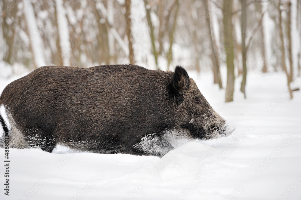 Wild boar