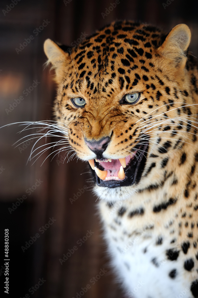 Fototapeta premium Leopard portrait