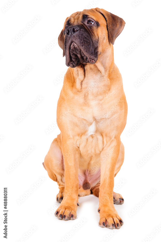 red puppy bullmastiff