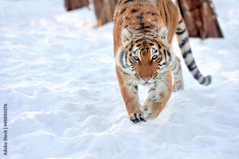 Obraz premium Tiger