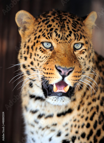 Leopard portrait © byrdyak