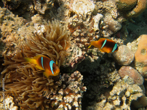 zwei anemonenfische bei anemone