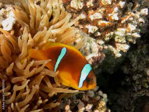 anemonenfisch seite
