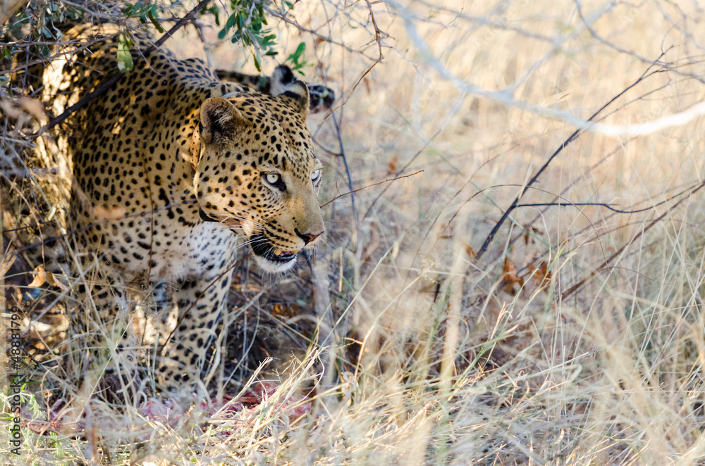 Naklejka premium Leopard (panthera pardus) with his kill under a tree
