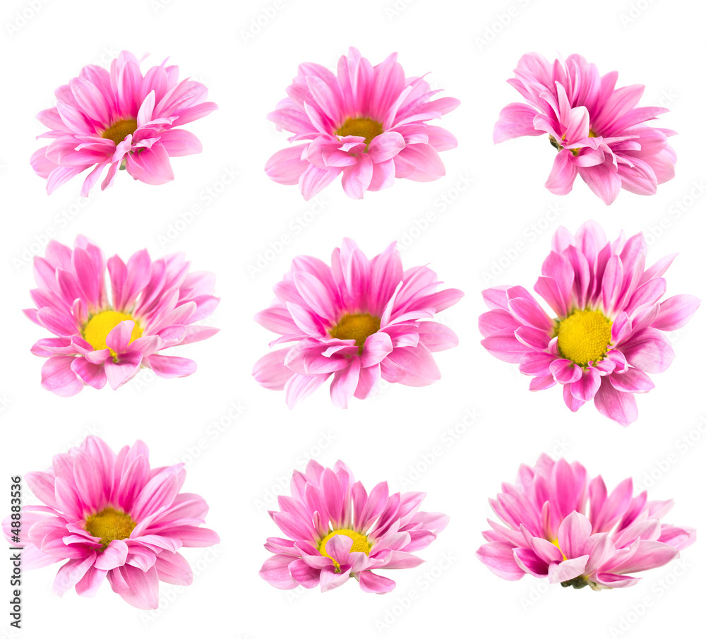Collage blooming pink chrysanthemum Collage blooming pink chrysanthemum