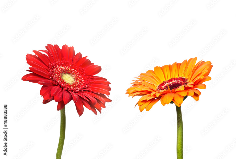 Two flowers of  gerbera