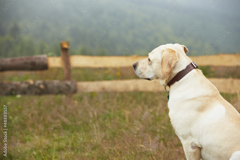 Yellow labrador retriever is waiting on field.