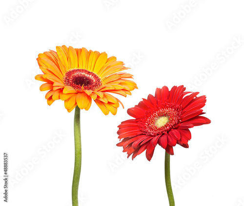 Two flowers of gerbera