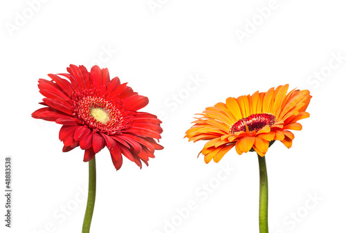 Two flowers of gerbera