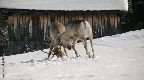 stunning reindeer fight first part