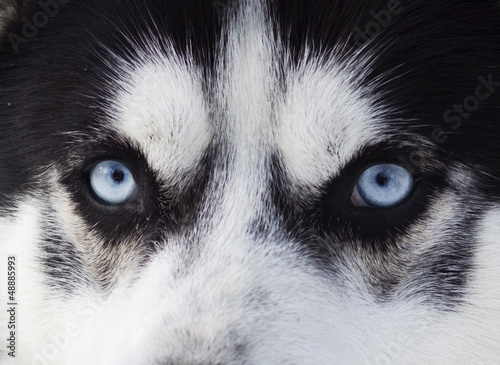Close up on blue eyes of husky