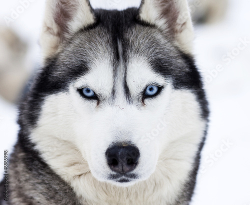 Fototapeta Naklejka Na Ścianę i Meble -  Close up on blue eyes of husky