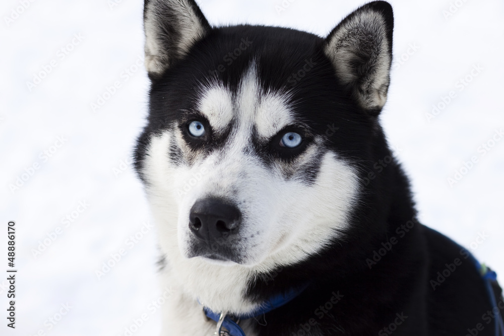 Husky portrait Husky portrait