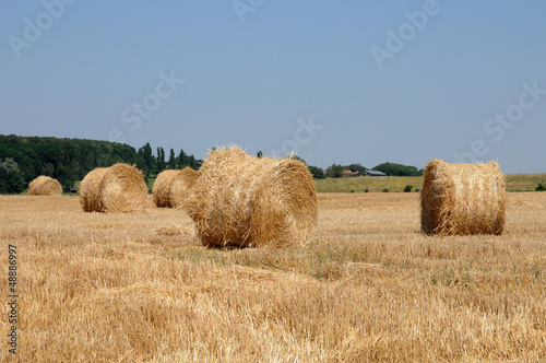 France, a wheat field  in Brueil en Vexin photo