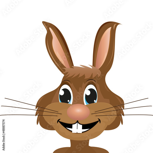 Rabbit close-up