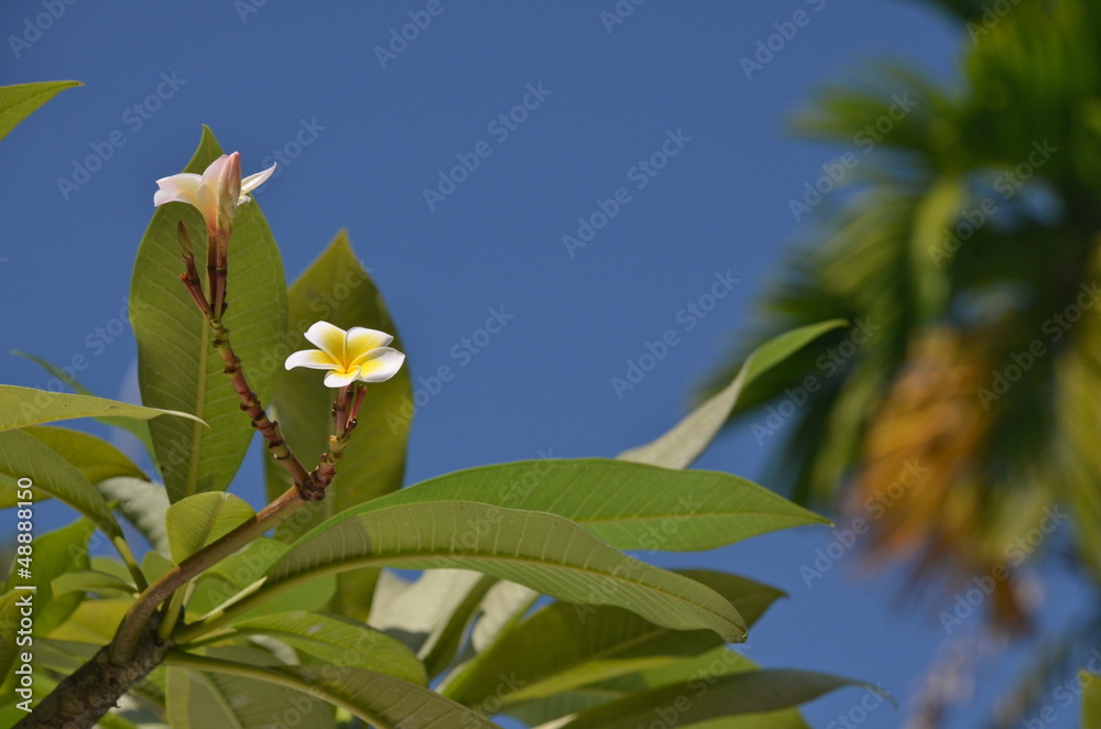 Obraz premium White Frangipani flowers in Singapore Botanic Gardens