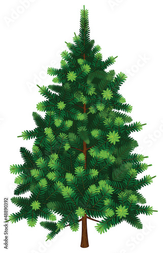 Vector Fir Tree