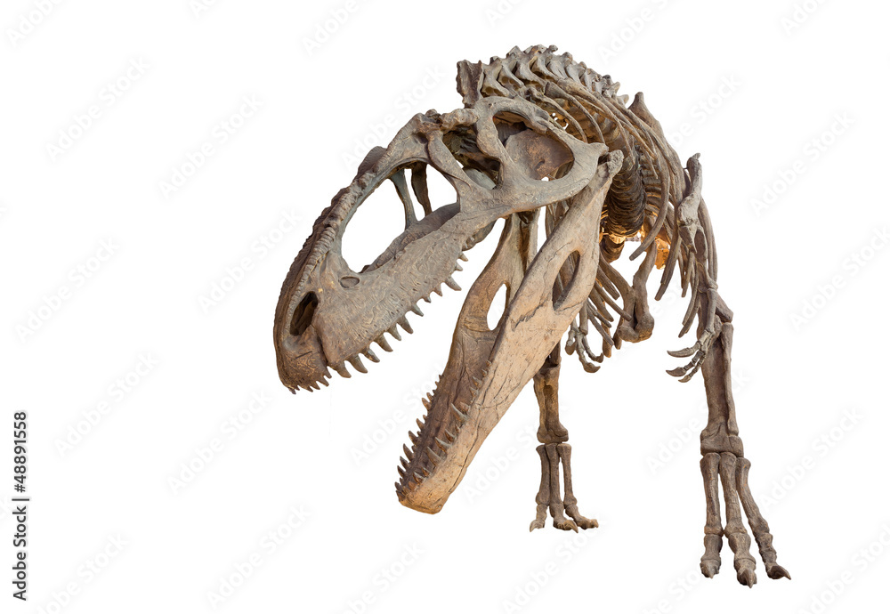 Fototapeta premium Szkielet Giganotosaurus izolowane