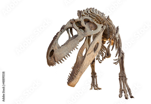 Giganotosaurus skeleton isolated