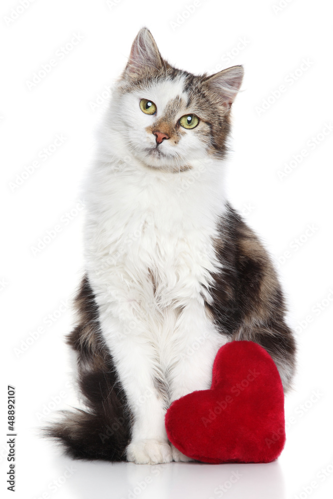 Fototapeta premium Domestic cat with red valentine heart