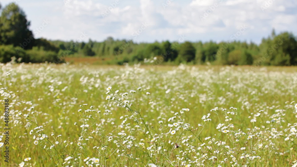 Beautiful panorama of a flower field with forrest behind