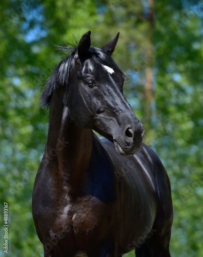 Fototapeta Naklejka Na Ścianę i Meble -  Black stallion of Russian riding breed