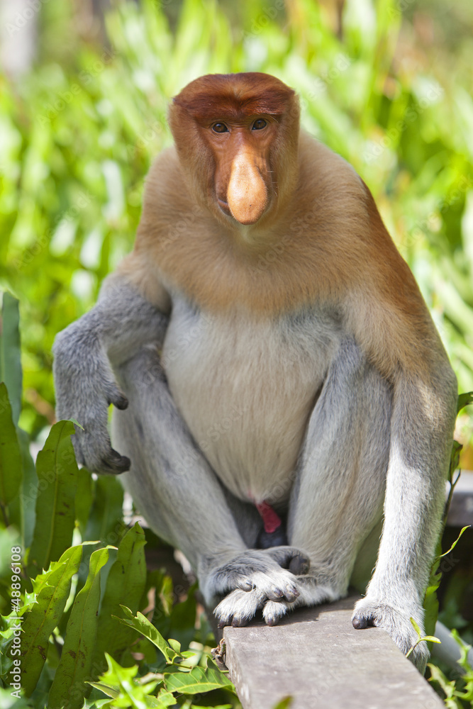 Naklejka premium A proboscis monkey, Sandakan.
