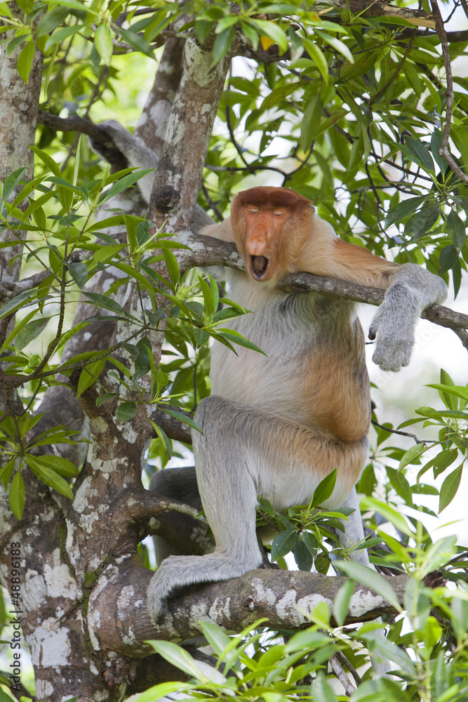 Fototapeta premium A proboscis monkey in a tree, Sandakan.