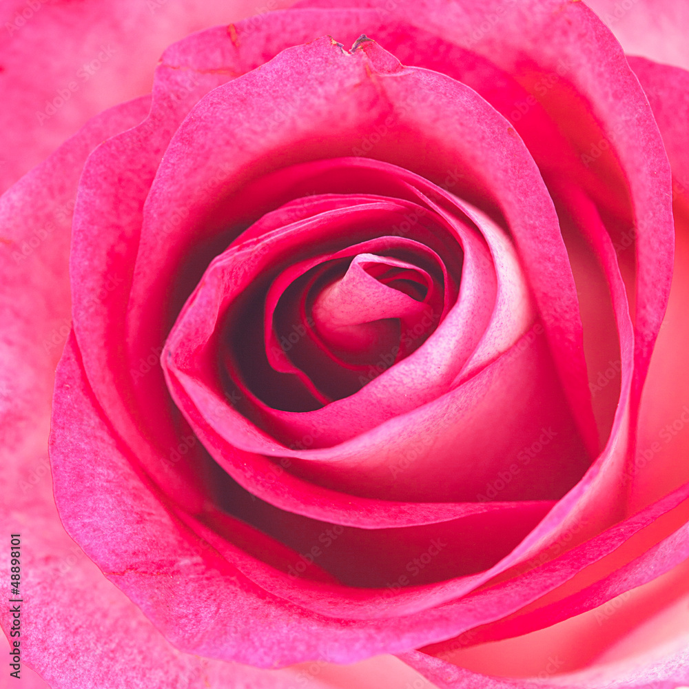 background of pink rose