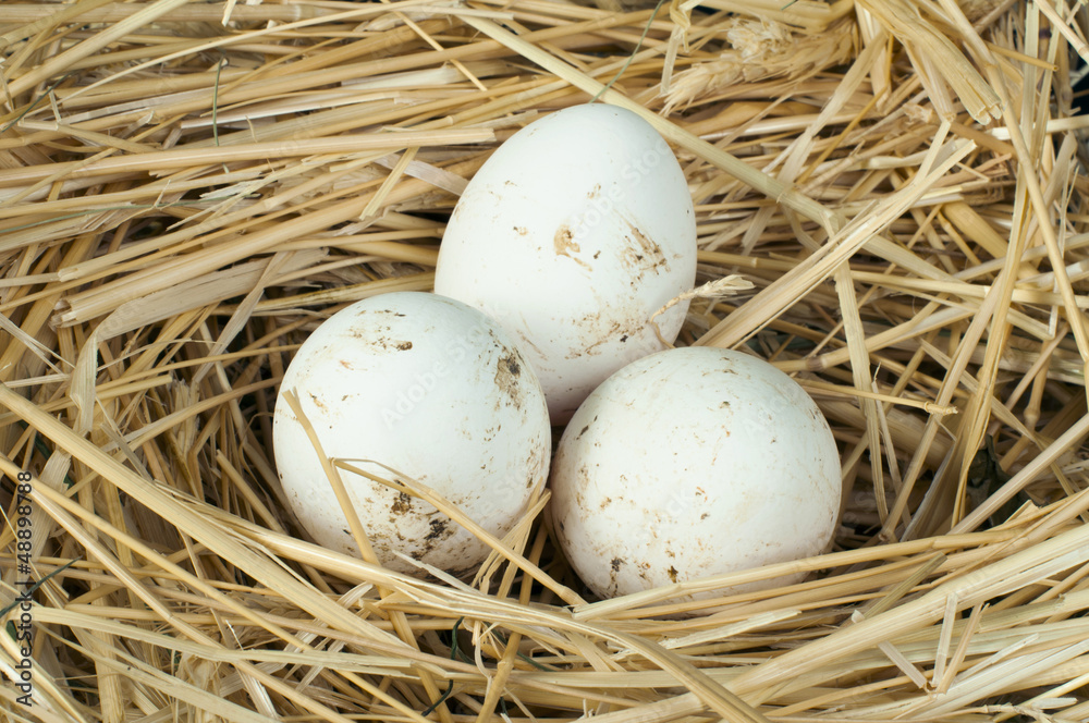 Organic domestic white eggs in straw nest Organic domestic white eggs in straw nest