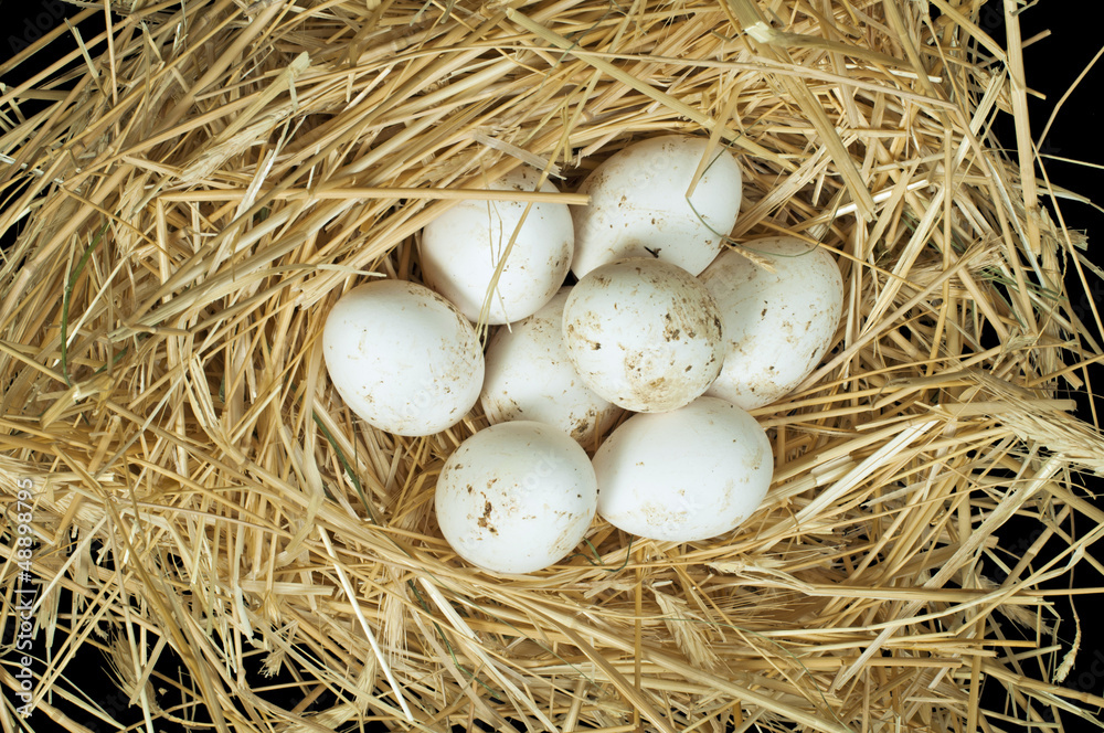 Organic domestic white eggs in straw nest Organic domestic white eggs in straw nest