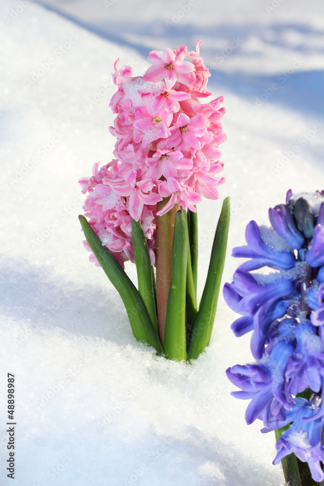Colorful bouquet from hyacinth