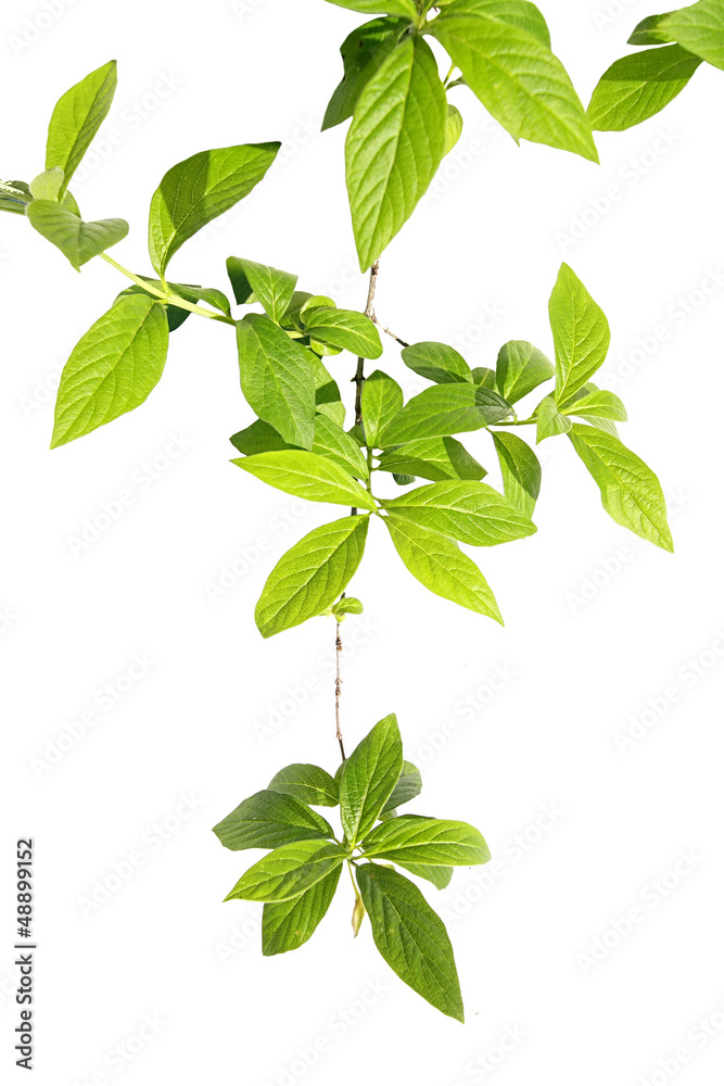 Spring background fresh tree branch