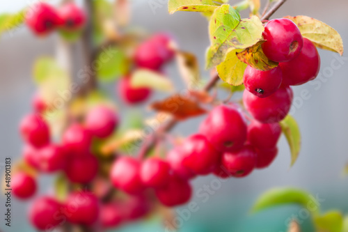 Fotografie Crab-apple - Malus - Red sentinel