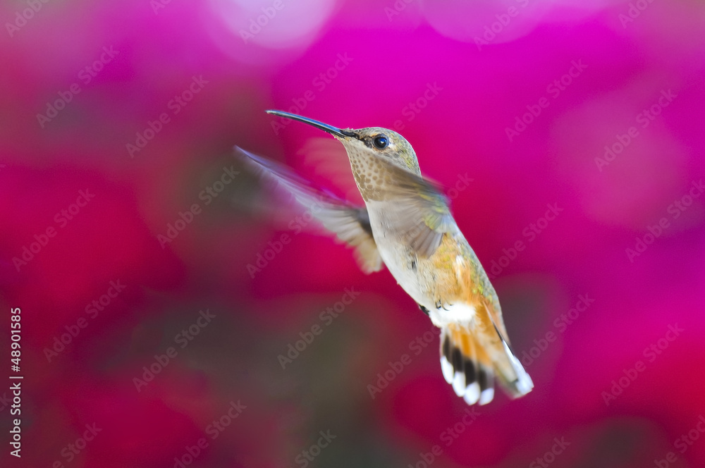 Fototapeta premium Rufous Hummingbird