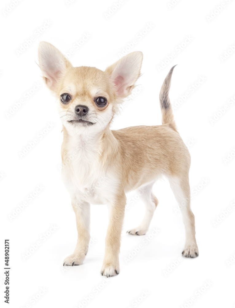 Stacking purebred chihuahua puppy on white background