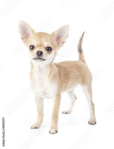 Stacking purebred chihuahua puppy on white background © niknikp