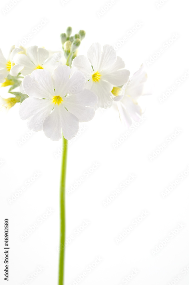 白いプリムラ・マラコイデスの花 白いプリムラ・マラコイデスの花