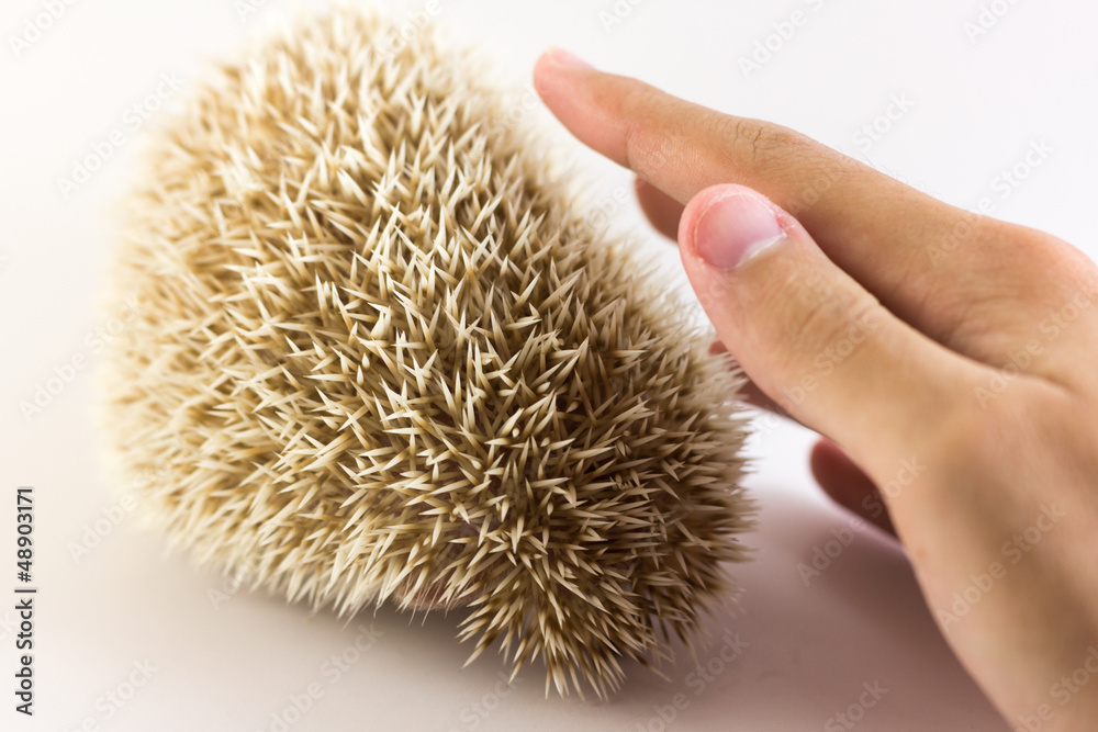 Hedgehog Hedgehog