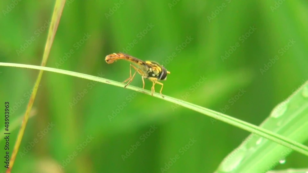 close-up of wild wasp close-up of wild wasp