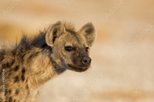 Portrait of Spotted Hyena; Crocuta crocuta